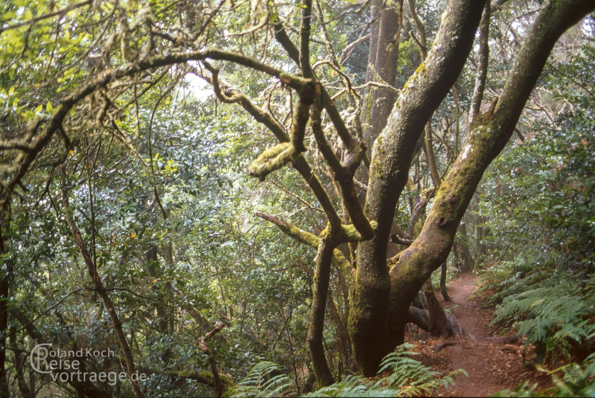 Spanien - Kanarische Inseln - La Gomera - Nationalpark Garajonay - Laurasilva Wald - Lorbeerwald